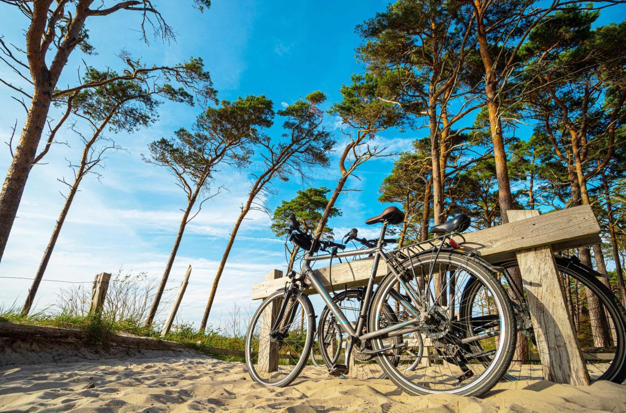 Deichrose Zingst
